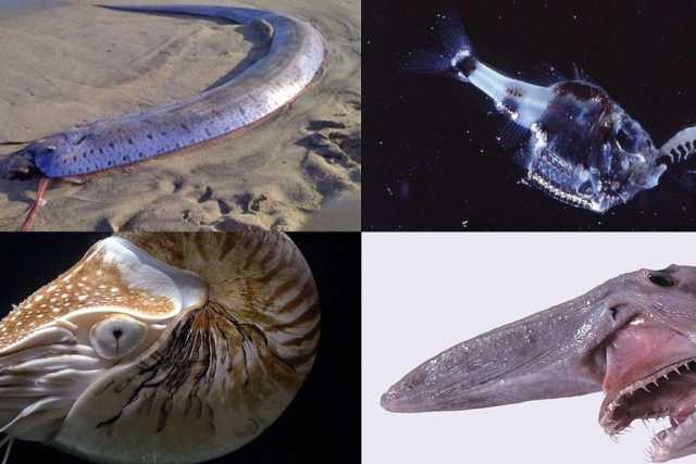 Dal "re di aringhe" alla "scarpetta di cristallo": tutte le creature che popolano gli abissi marini